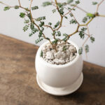 メルヘンの木(ソフォラ・ミクロフィラ)は樹形を生かして楽しめる観葉植物です。