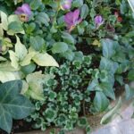 冬の寄せ植えにおすすめ!寒さに強い下草5種類