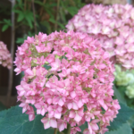 ピンクの紫陽花アナベルをコンパクトに。剪定方法はとても簡単です。